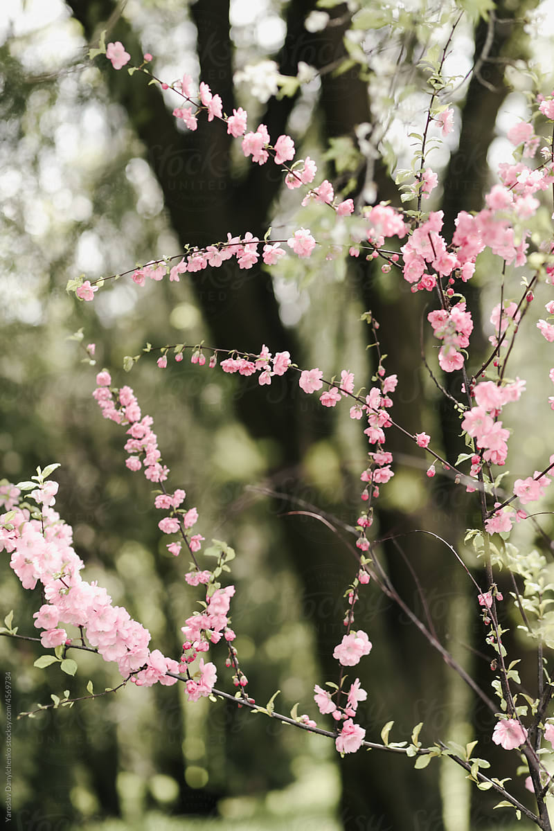Pink sakura blossoming on thin branches of young tree