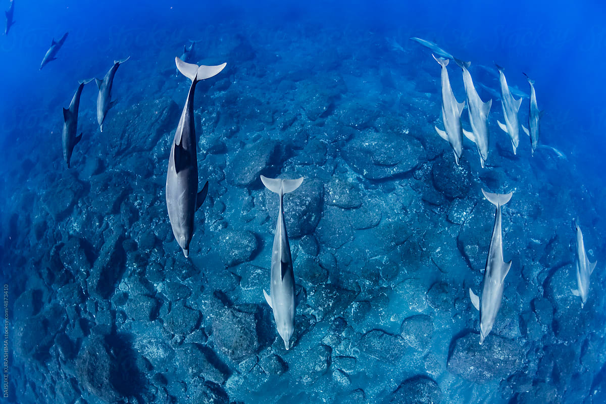 Fleet of Dolphins