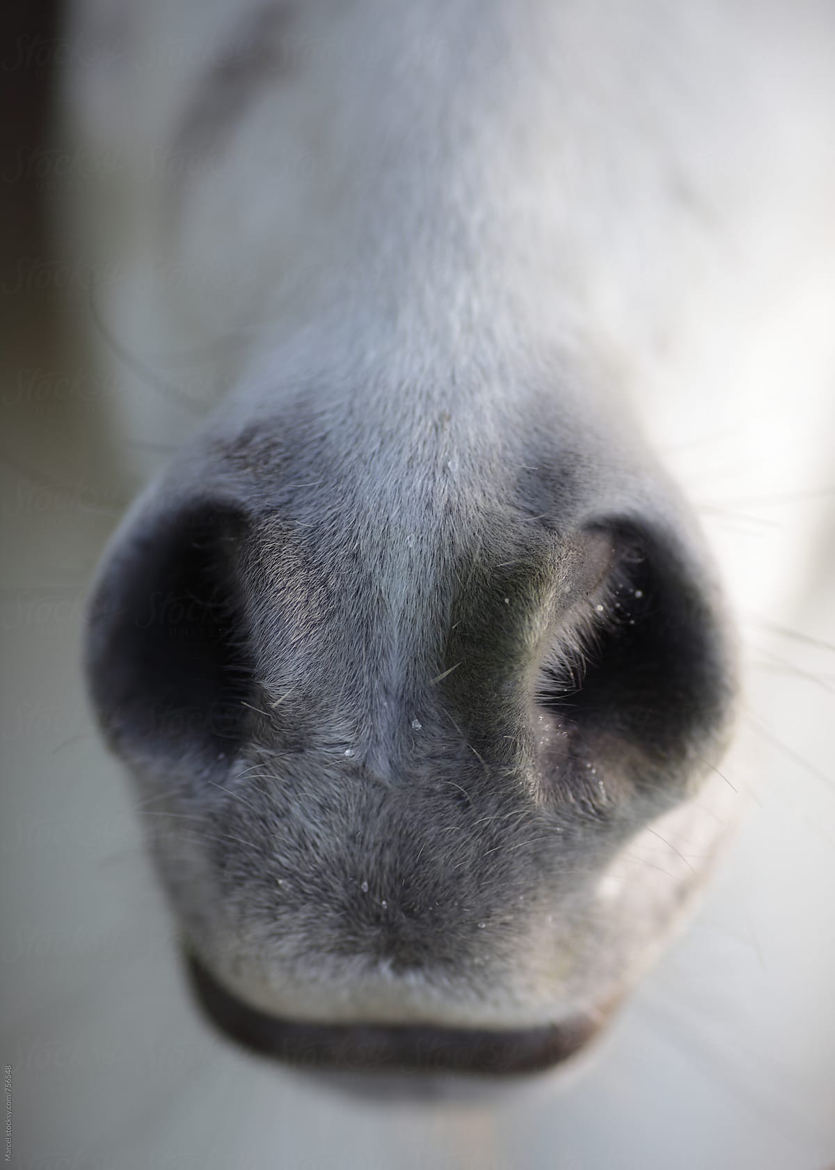 The muzzle of a pretty white pony horse
