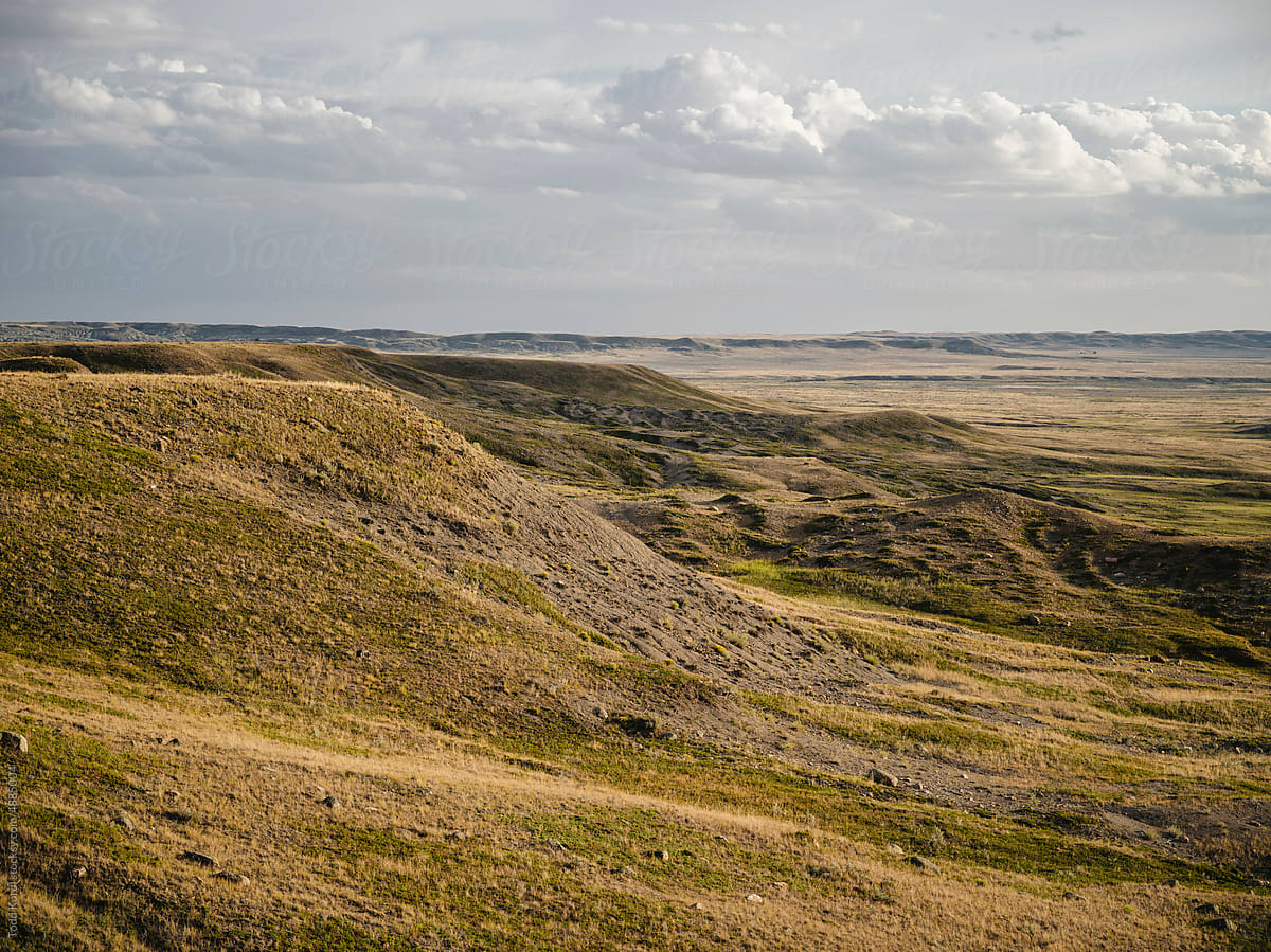 Native prairie grasslands in the summer.