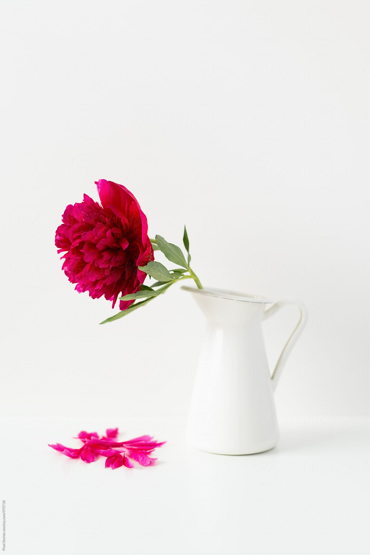 Single peony flower in a pitcher with fallen petals