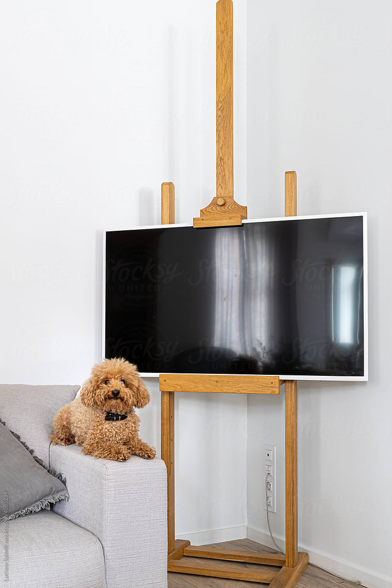 TV in an easel with a happy puppy nestled on the sofa
