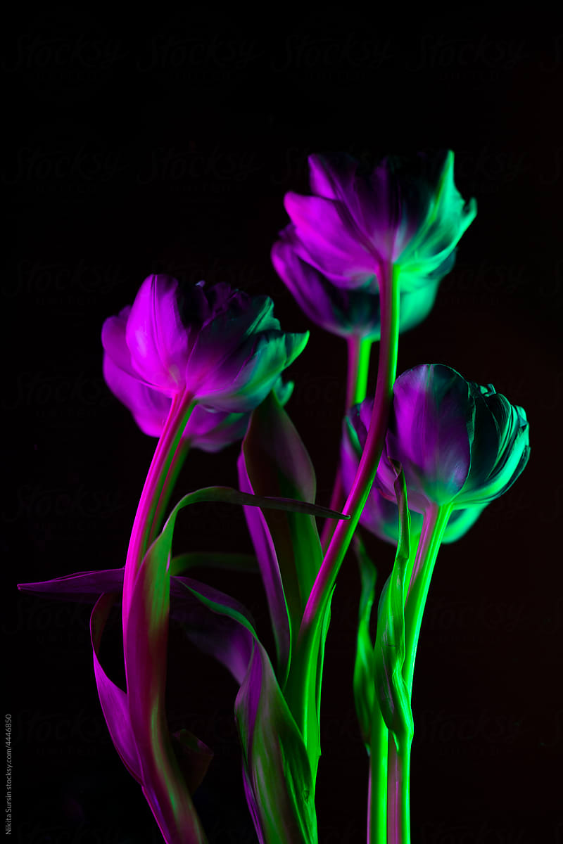 flower painted by color light
