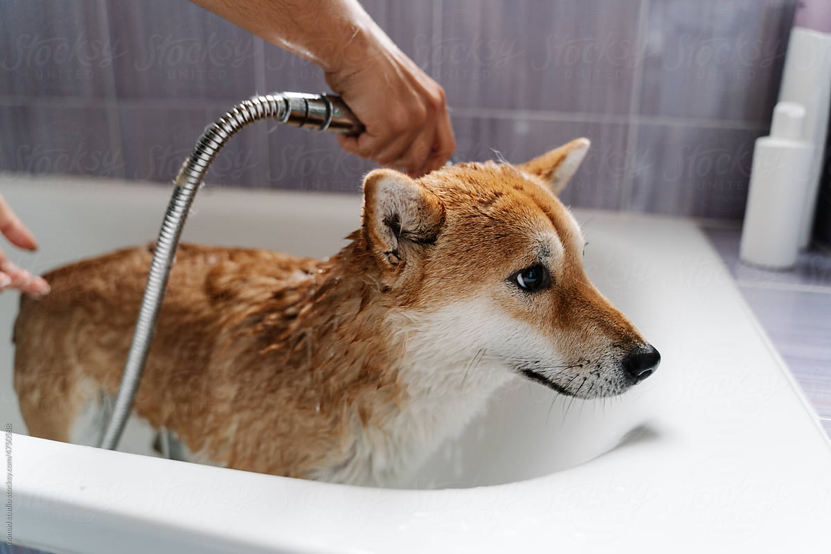 Female owner bathing dog in bathtub.