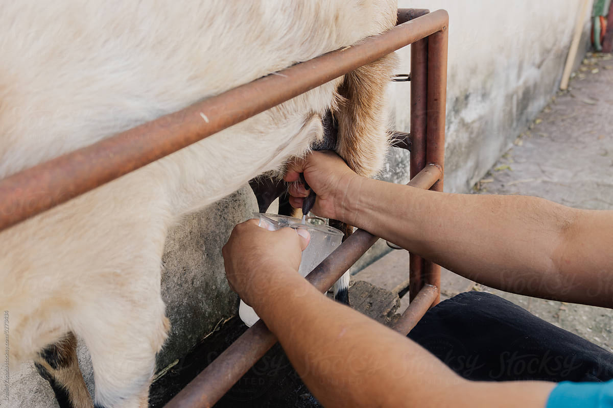 Hands of a person milking a goat.