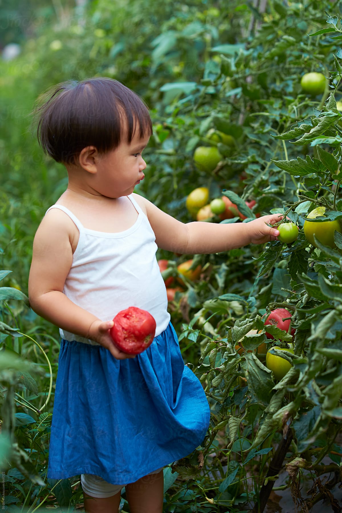 one lovely Chinese girl eating tomato in the tomato farm