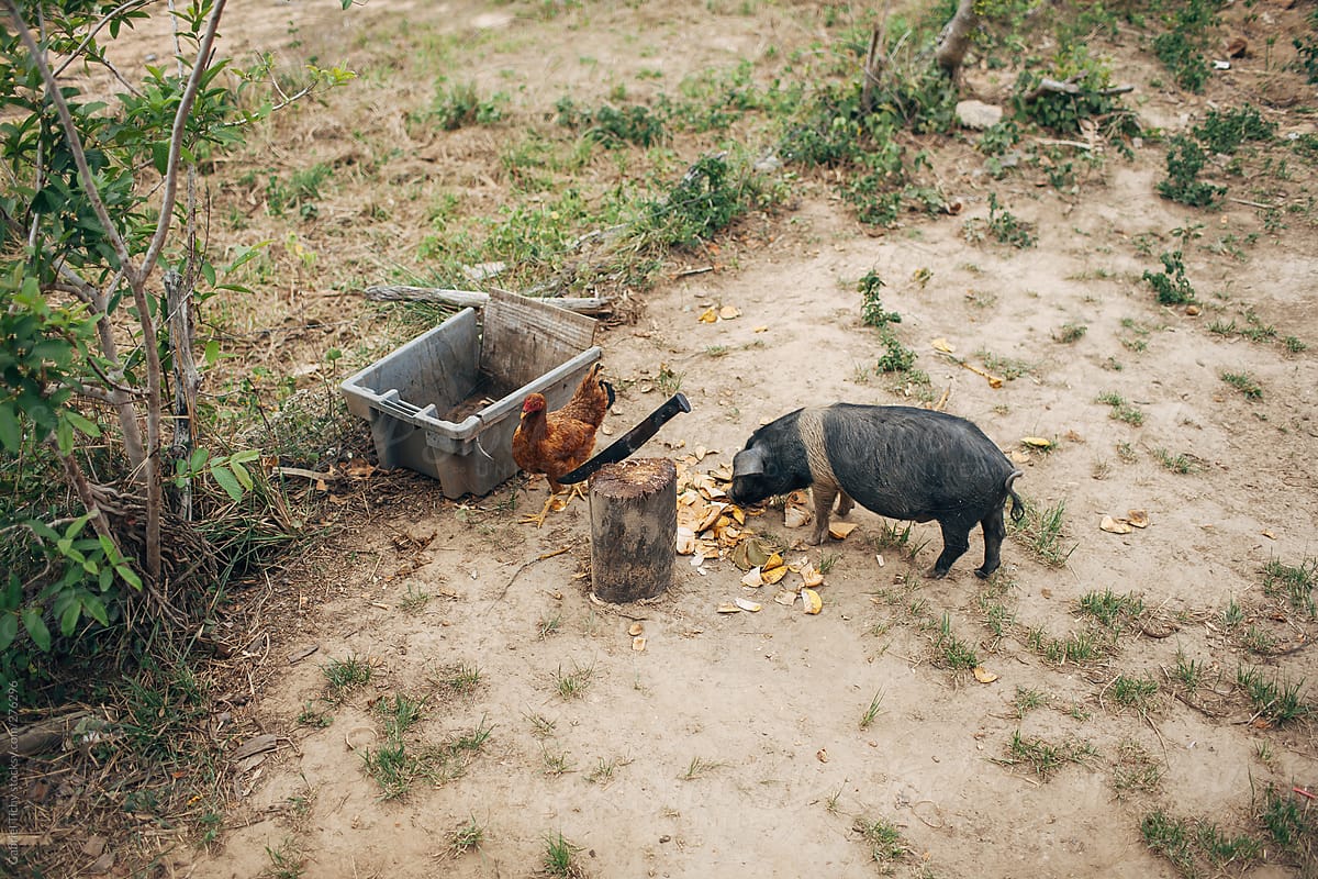 Pig and chicken in rural Cuba