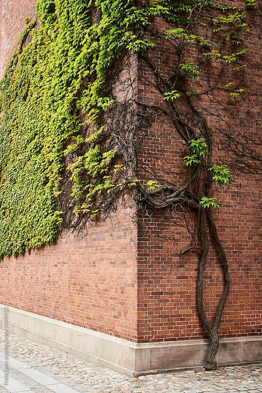 Brick wall decorated with growing Ivy tree