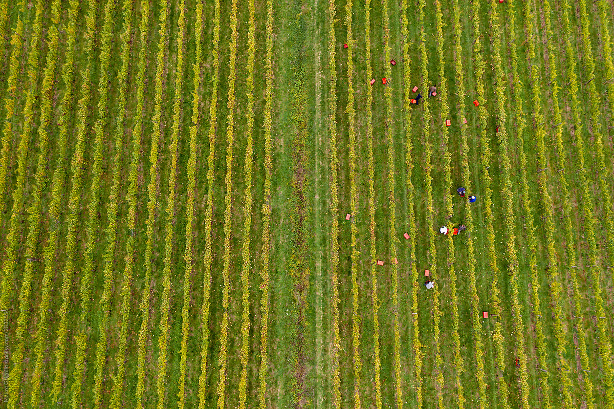 Aerial view of people in a vineyard during the harvest