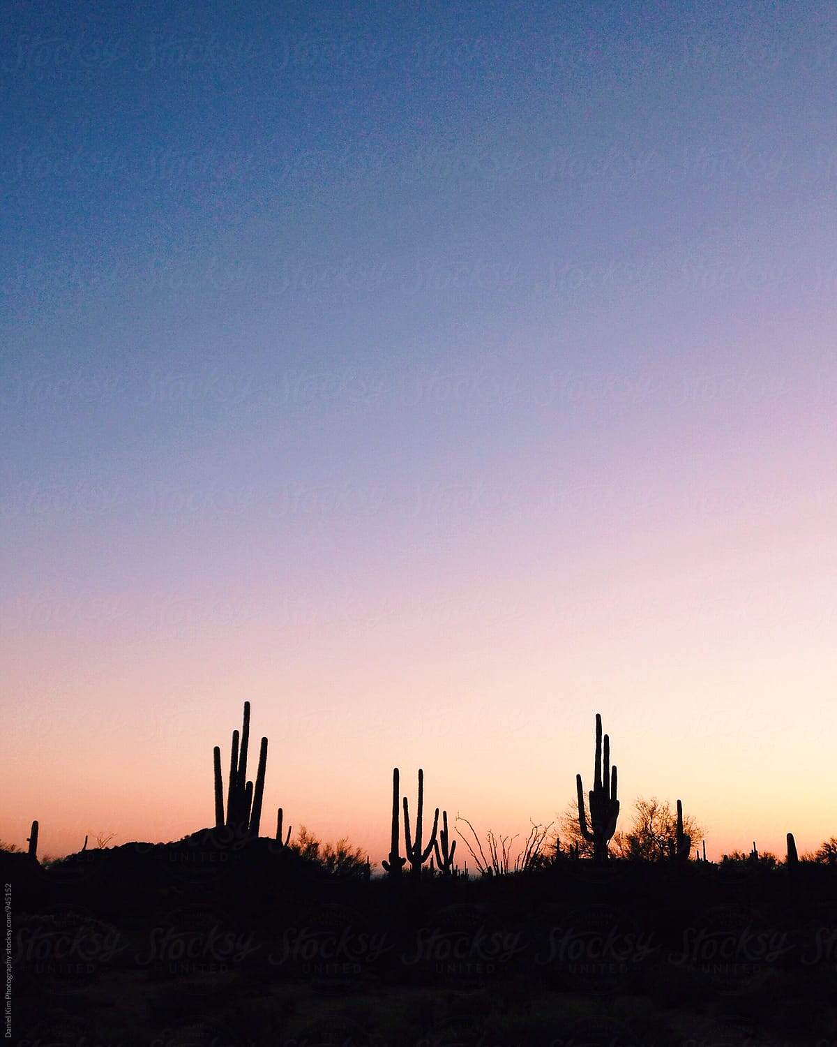 Silhouette of cactus against sunset sky