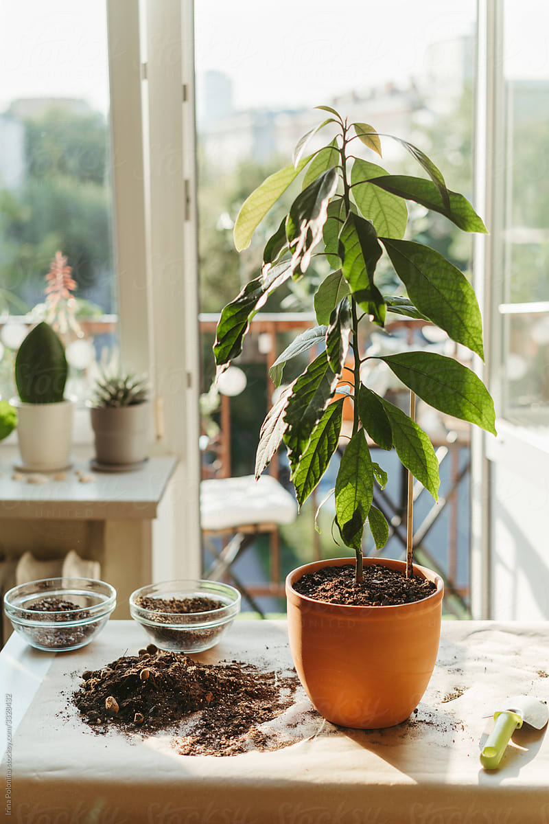 Care for indoor plants.