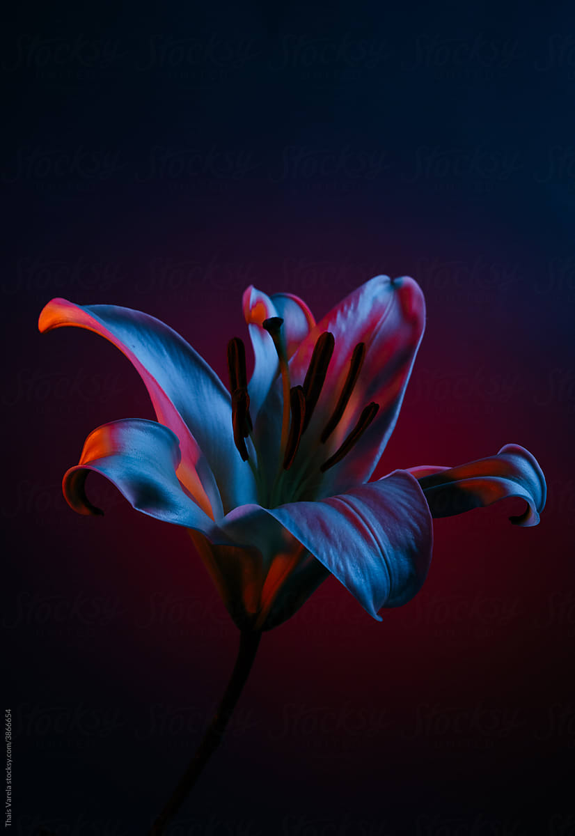 neon wrapped lilies.