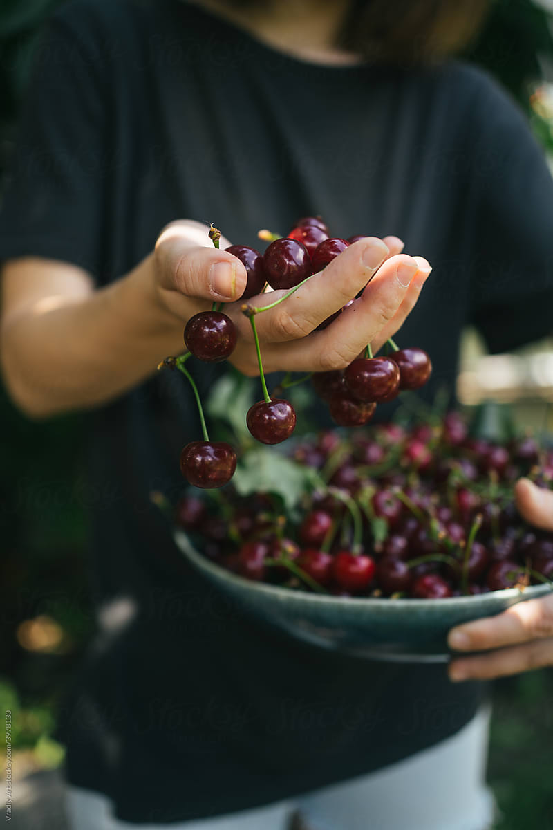 Many fresh red cherries in hands