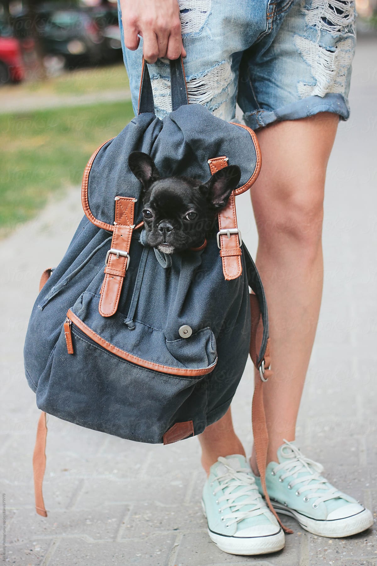 French Bulldog In A Backpack