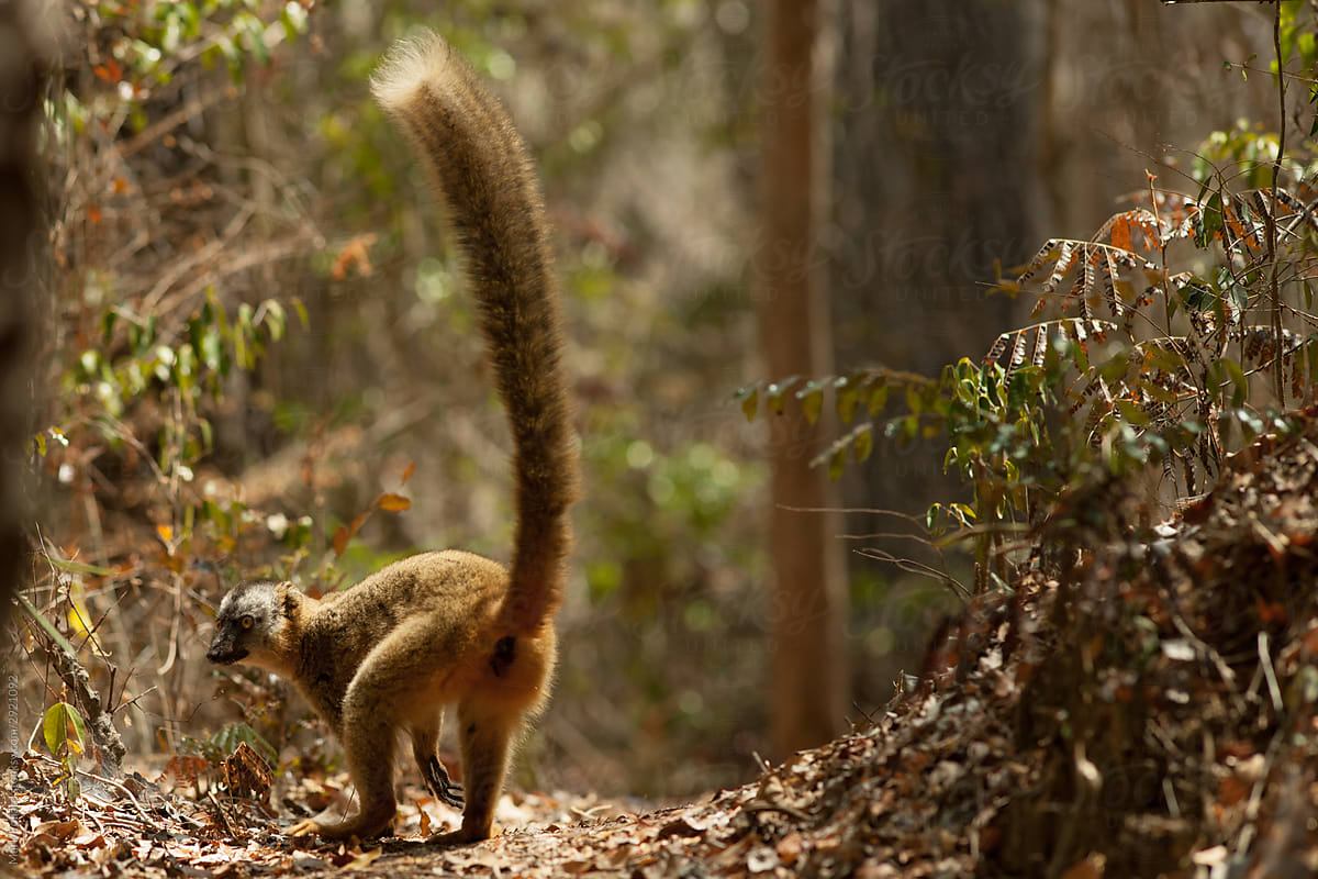 A Lone Lemur with Glorious Tail on the Ground