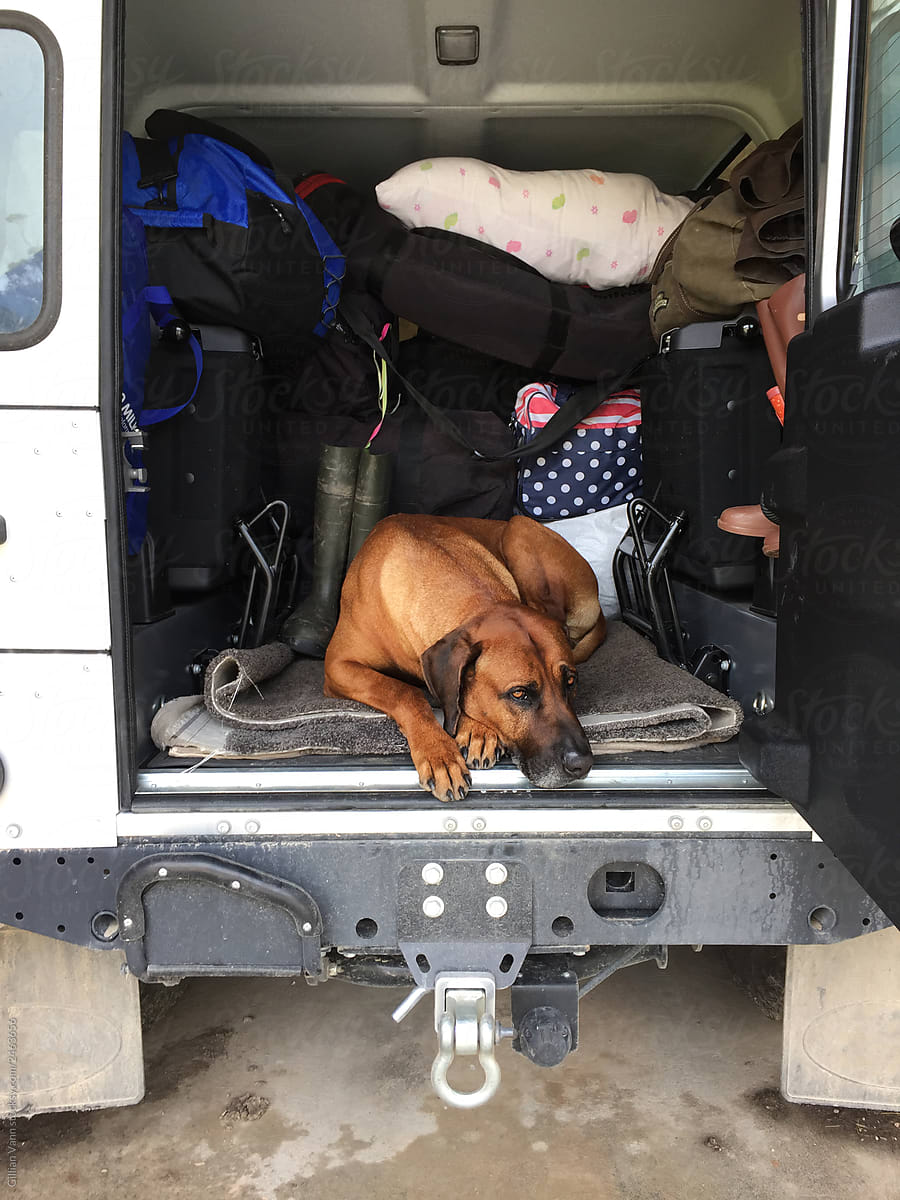 dog in the back of a packed car