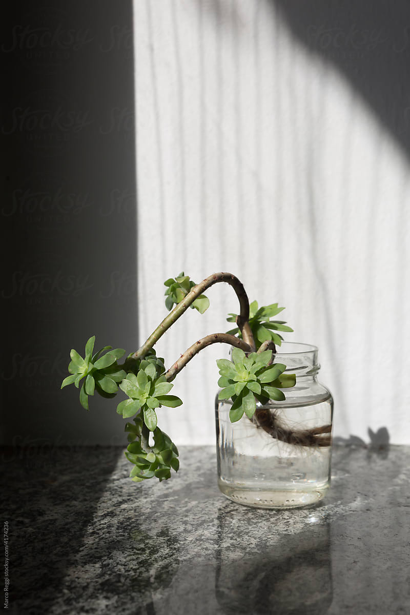 plant cutting in a jar.