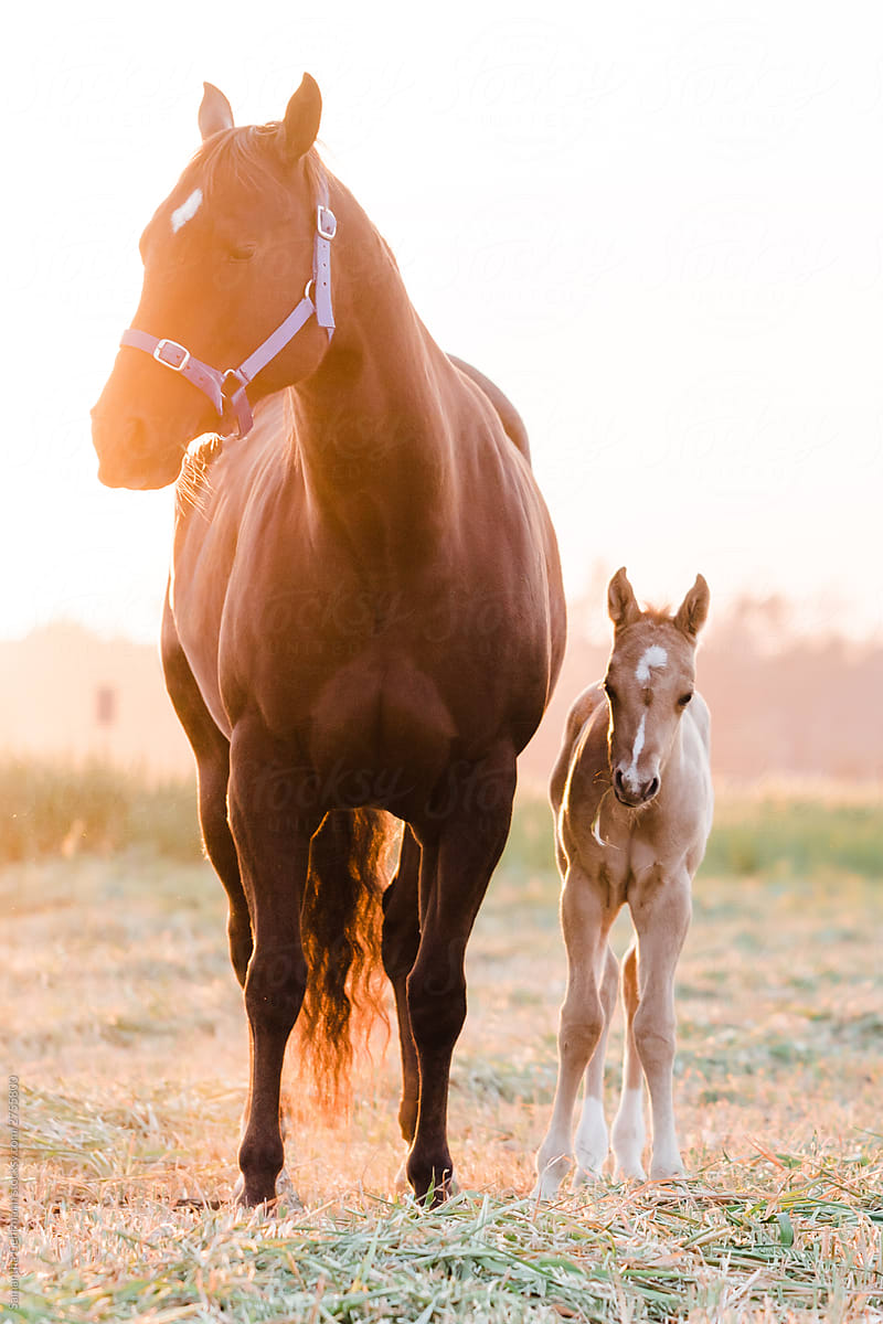 Colt standing next to mare at sunrise