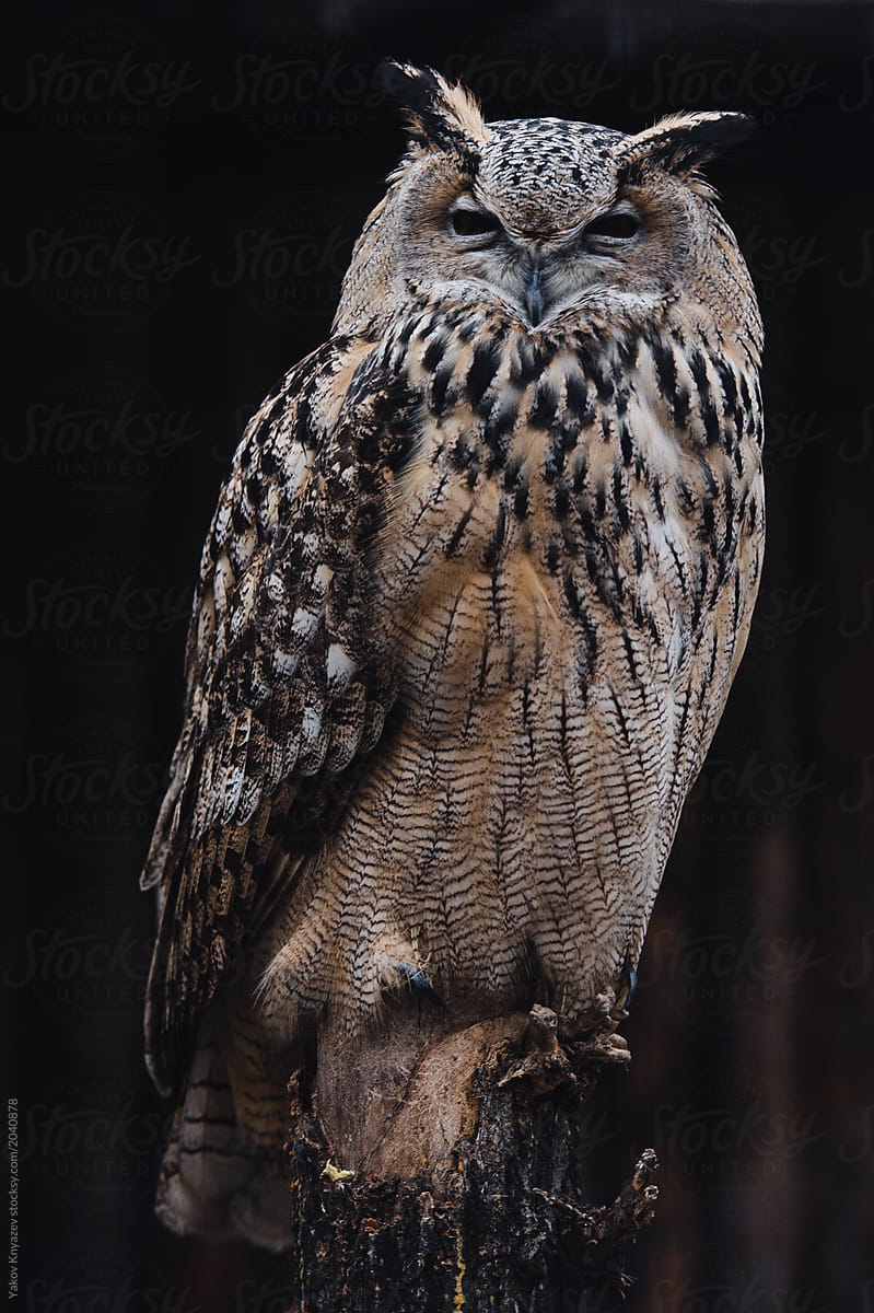 Long-eared owl portrait
