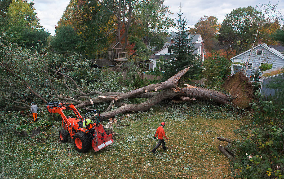 Arborists Work on Fallen Backyard Tree