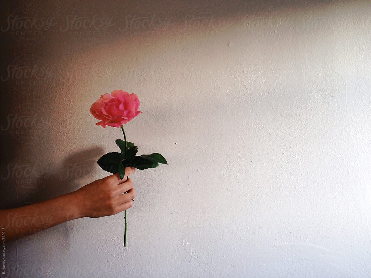Girl Holding a Single Pink Rose
