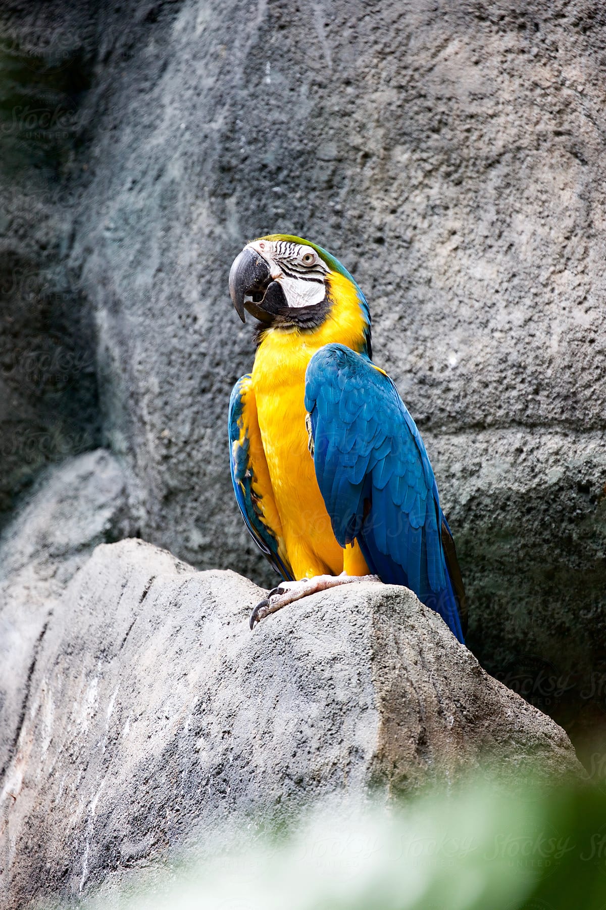 The magnificent colours of the tropical Macaw bird