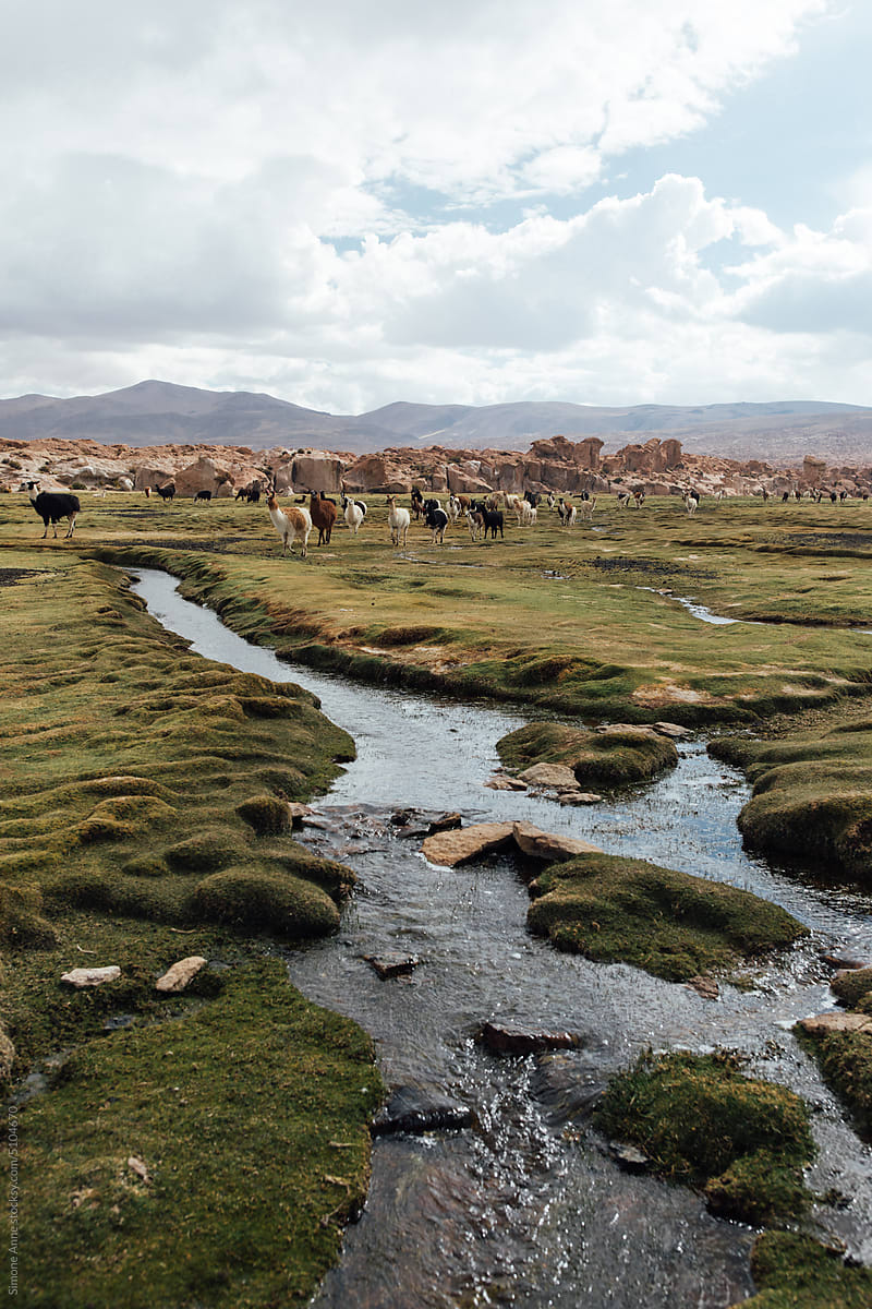 Llamas in a field in Bolivia