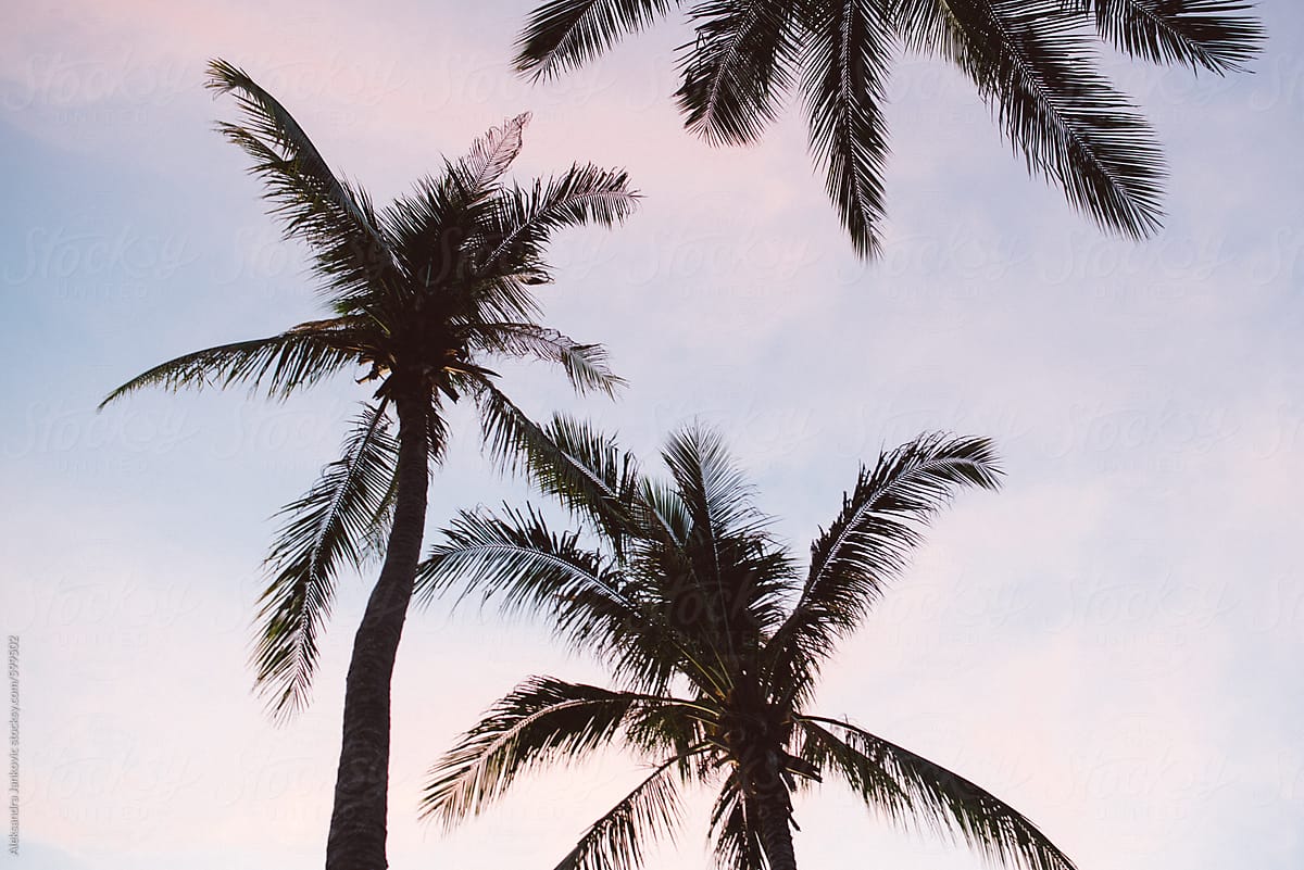 Silhouette Of Palm Trees Against the Purple Sky