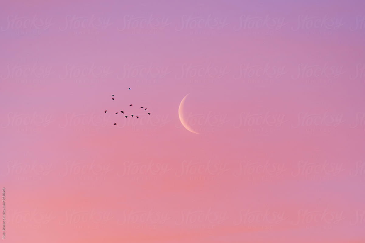 Crescent moon during beautiful pink sunrise