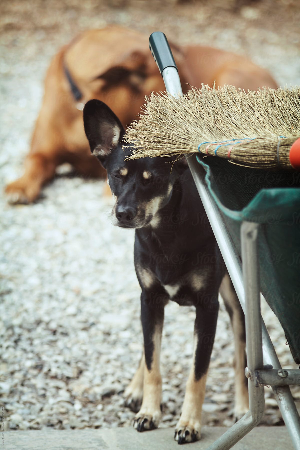 Little dog hiding under broom with eyes closed
