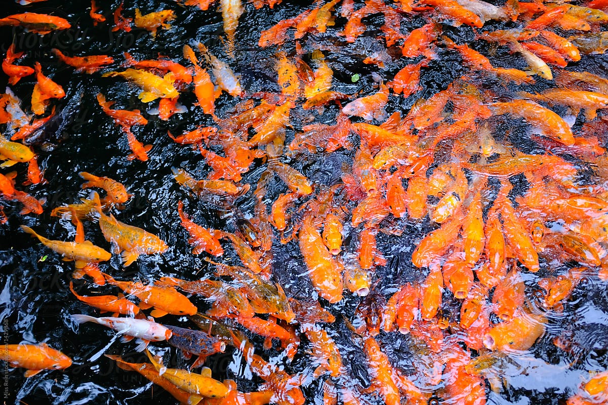 high angle view of koi carps swimming in water，China