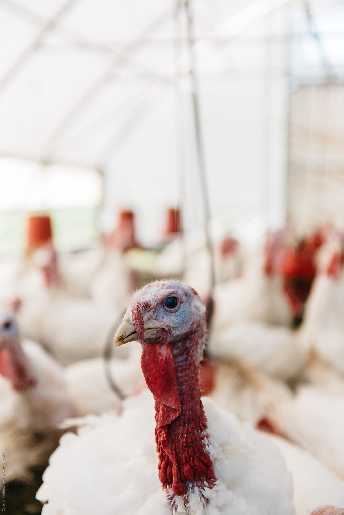 Thanksgiving Turkey's in their coop