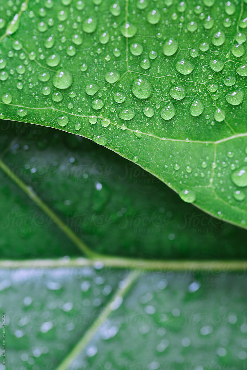 Close up of Ficus lyrata (Fiddle Leaf Fig) leaf with water droplets and copyspace - vertical