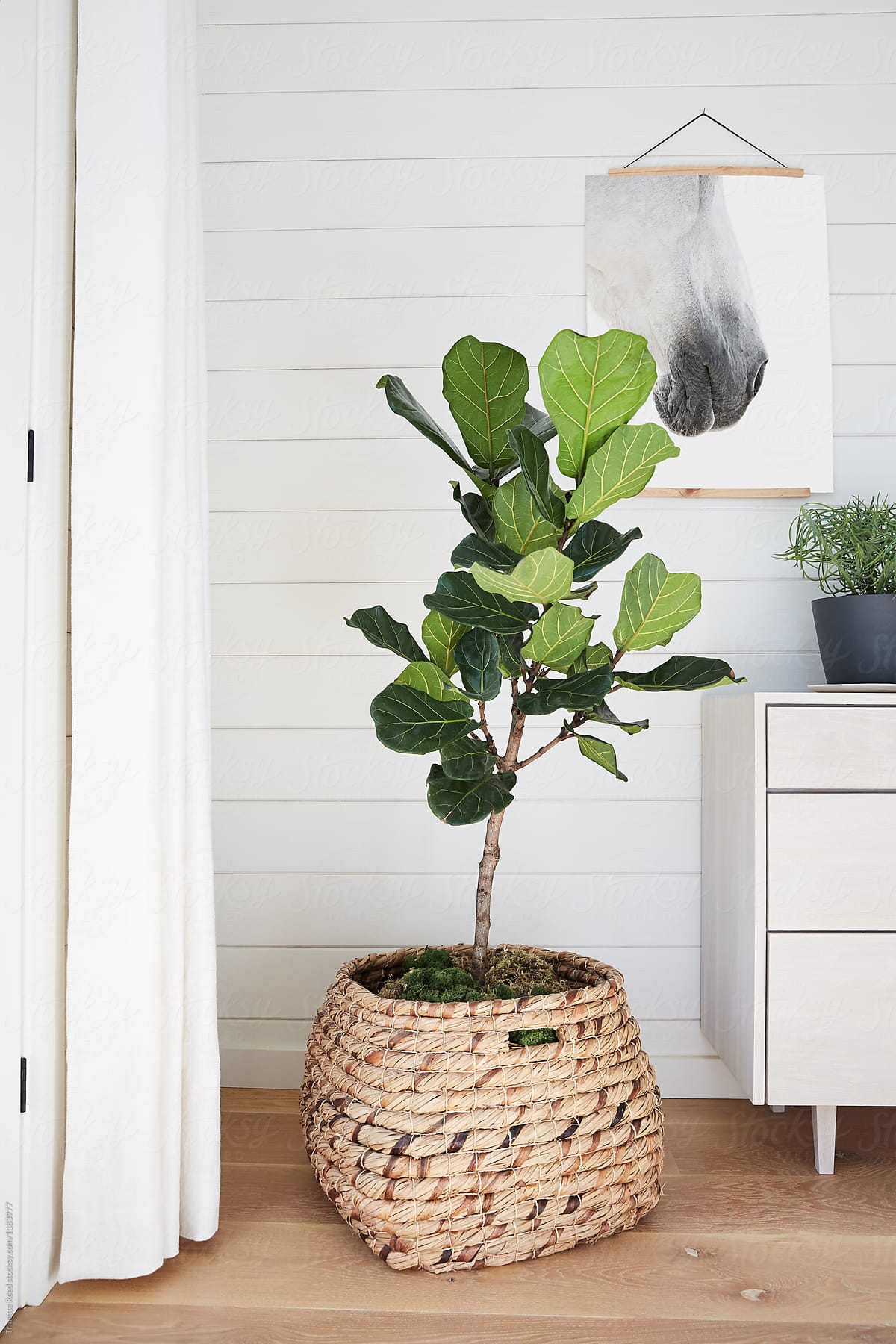 Fiddle Leaf Fig Tree in farmhouse bedroom