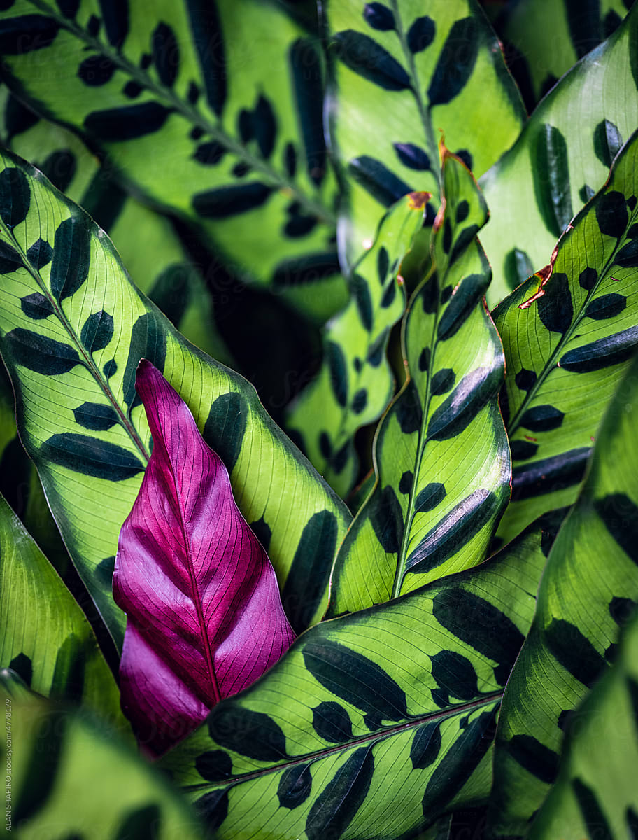 Prayer plant (calathea) leaves