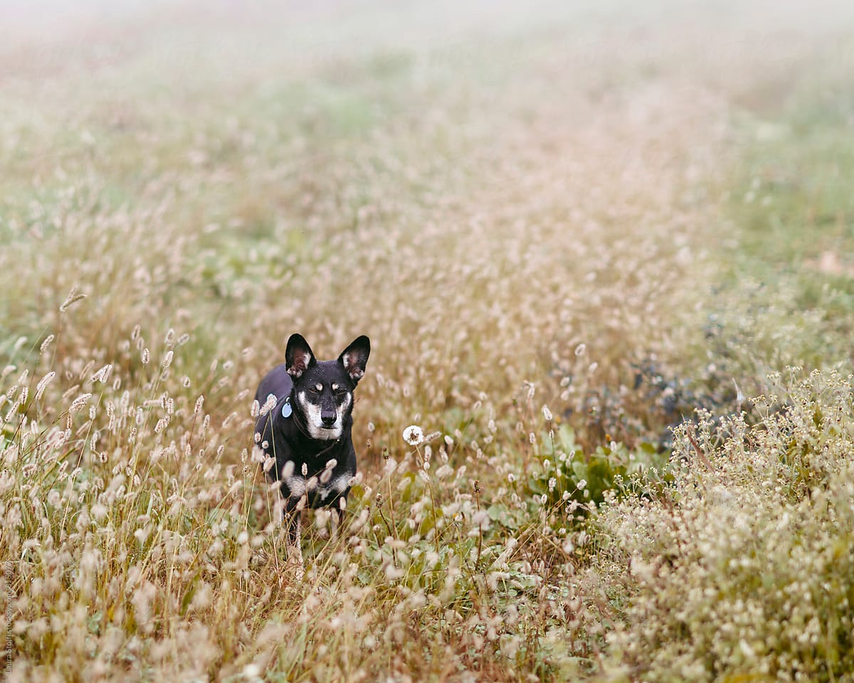 Little dog stands amongst spikes and flowers in foggy field
