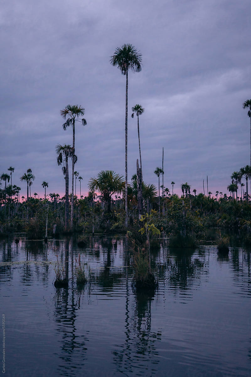 Tropical Landscape of Palm Trees in a Lake