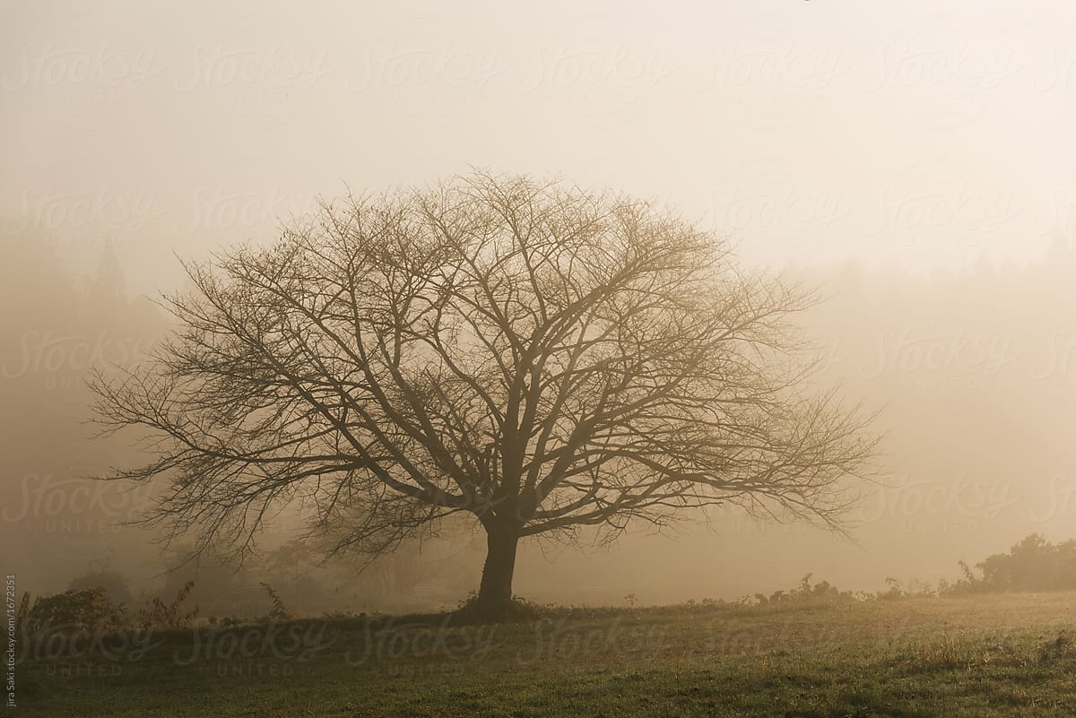 fallen leaf cherry blossom tree form in the mist
