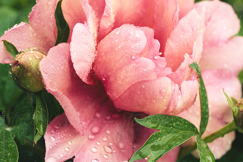 large peony bloom covered in raindrops