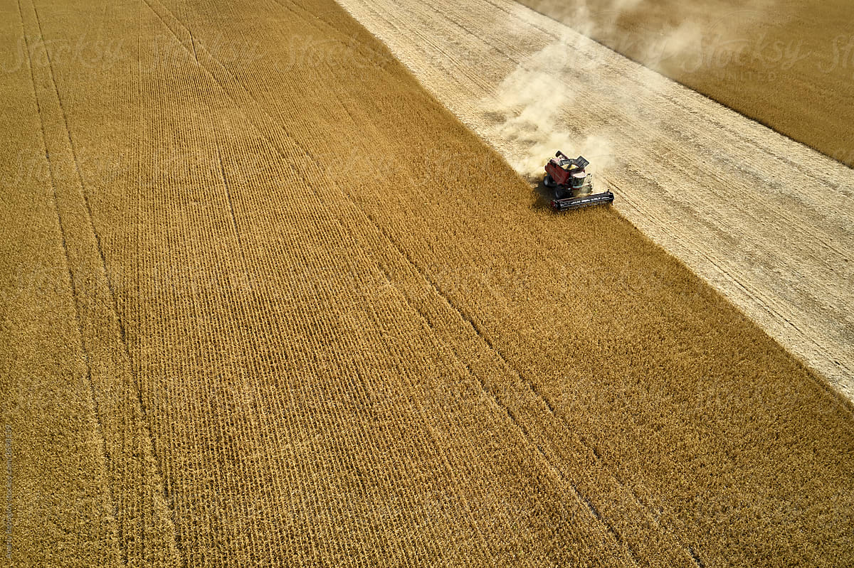 Harvesting by combine on gold field of ripe cereals