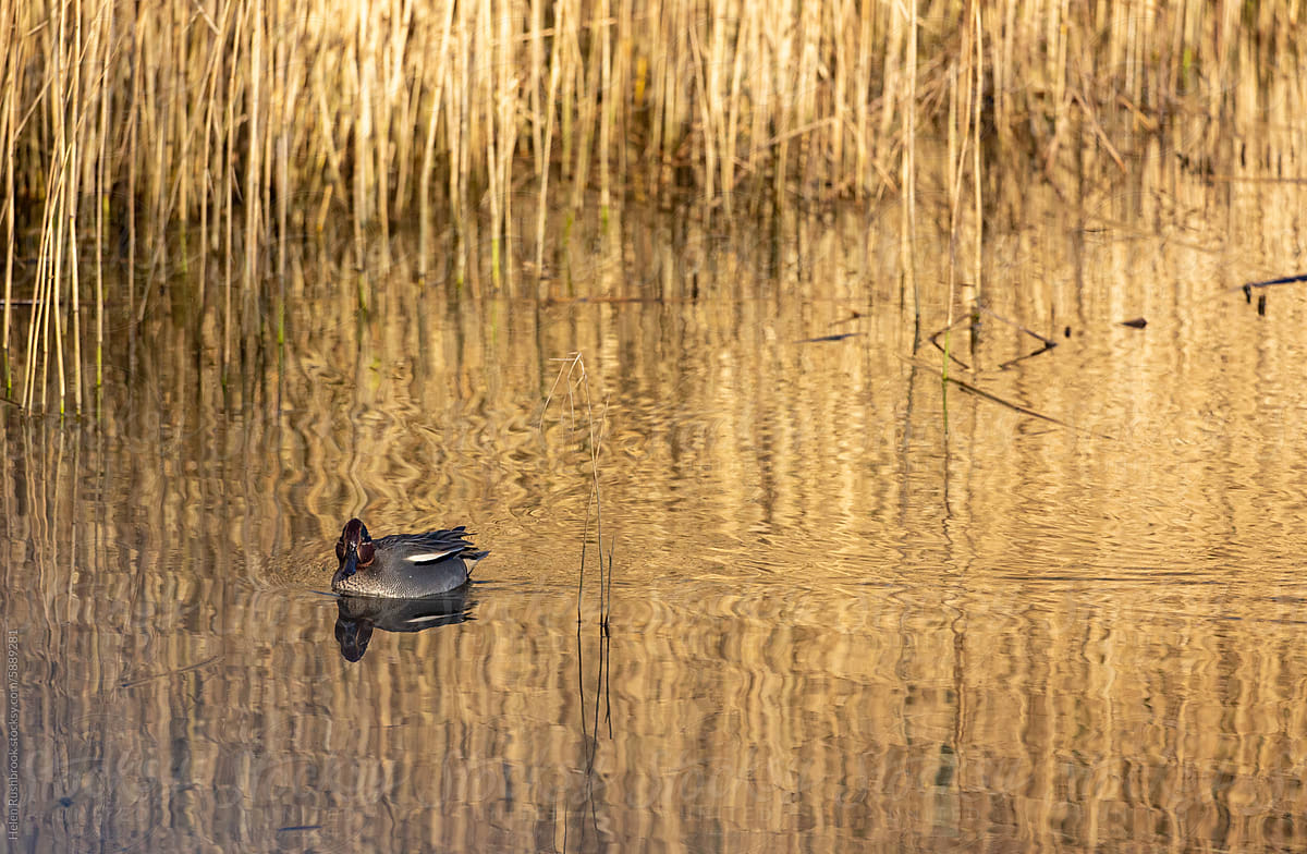 Eurasian Teal on a pond with a golden hue