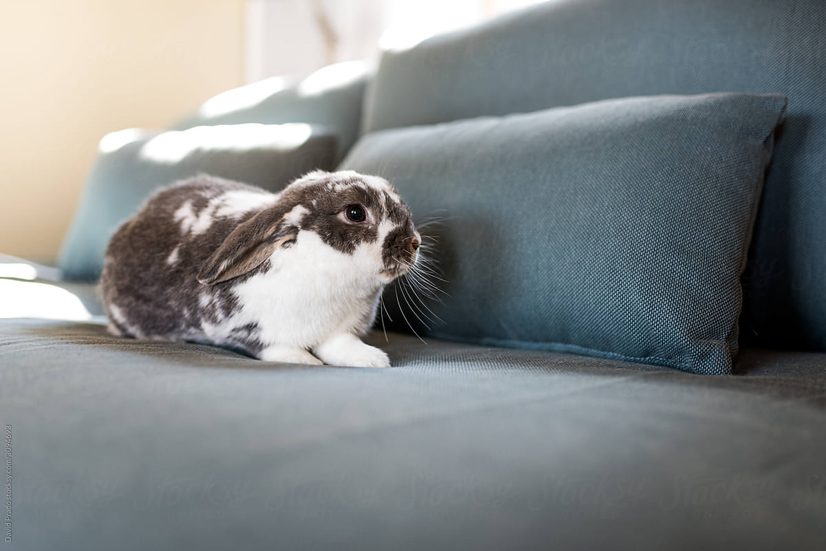 domestic fluffy rabbit cozy on sofa at home