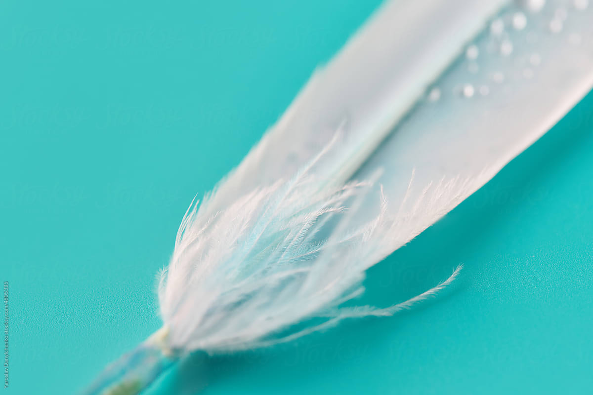 Fluffy white feather with water droplets.
