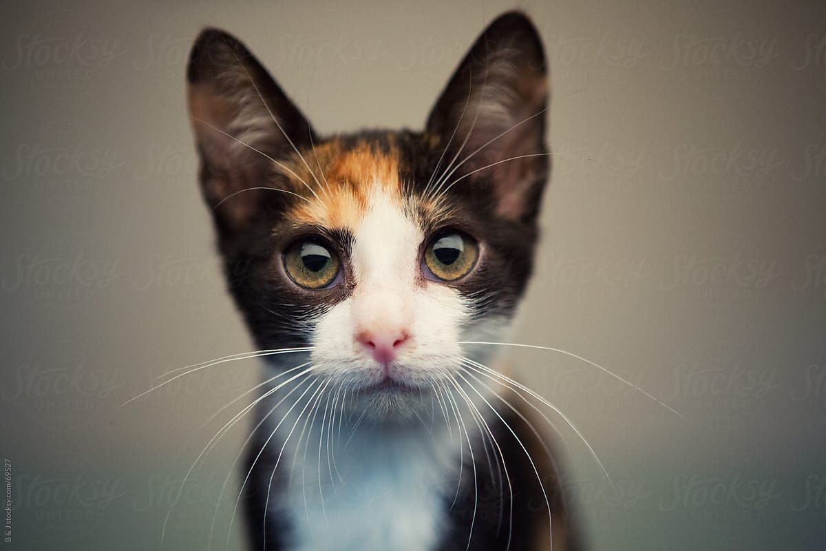 portrait of a serious looking kitten :D