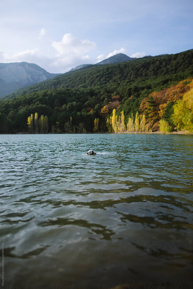 Dog swimming in mountain lake