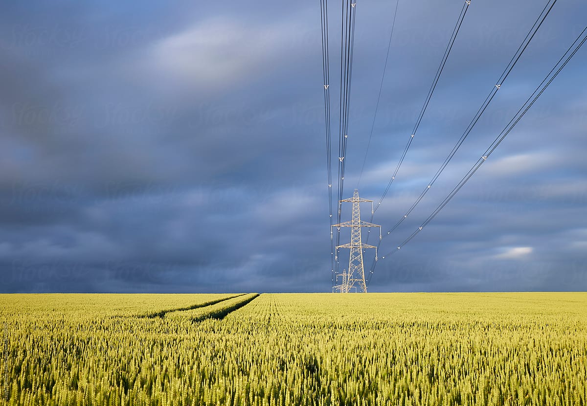 Electricity pylon in a field of wheat at sunset. Norfolk, UK.