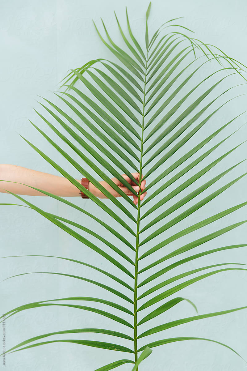 Hand Holding A Giant Palm Leaf