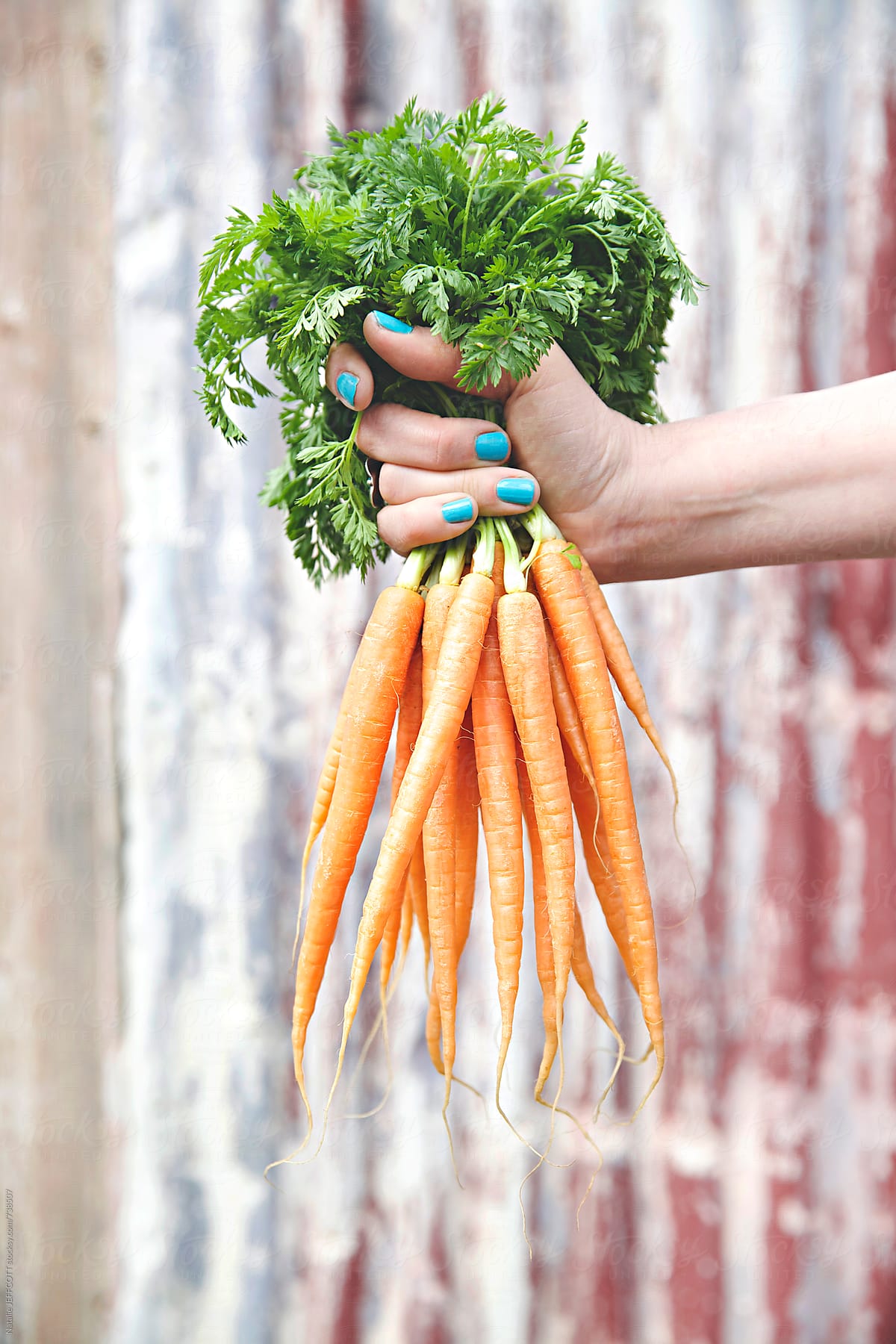 Lady's hand with blue nail polish holding fresh baby carrots