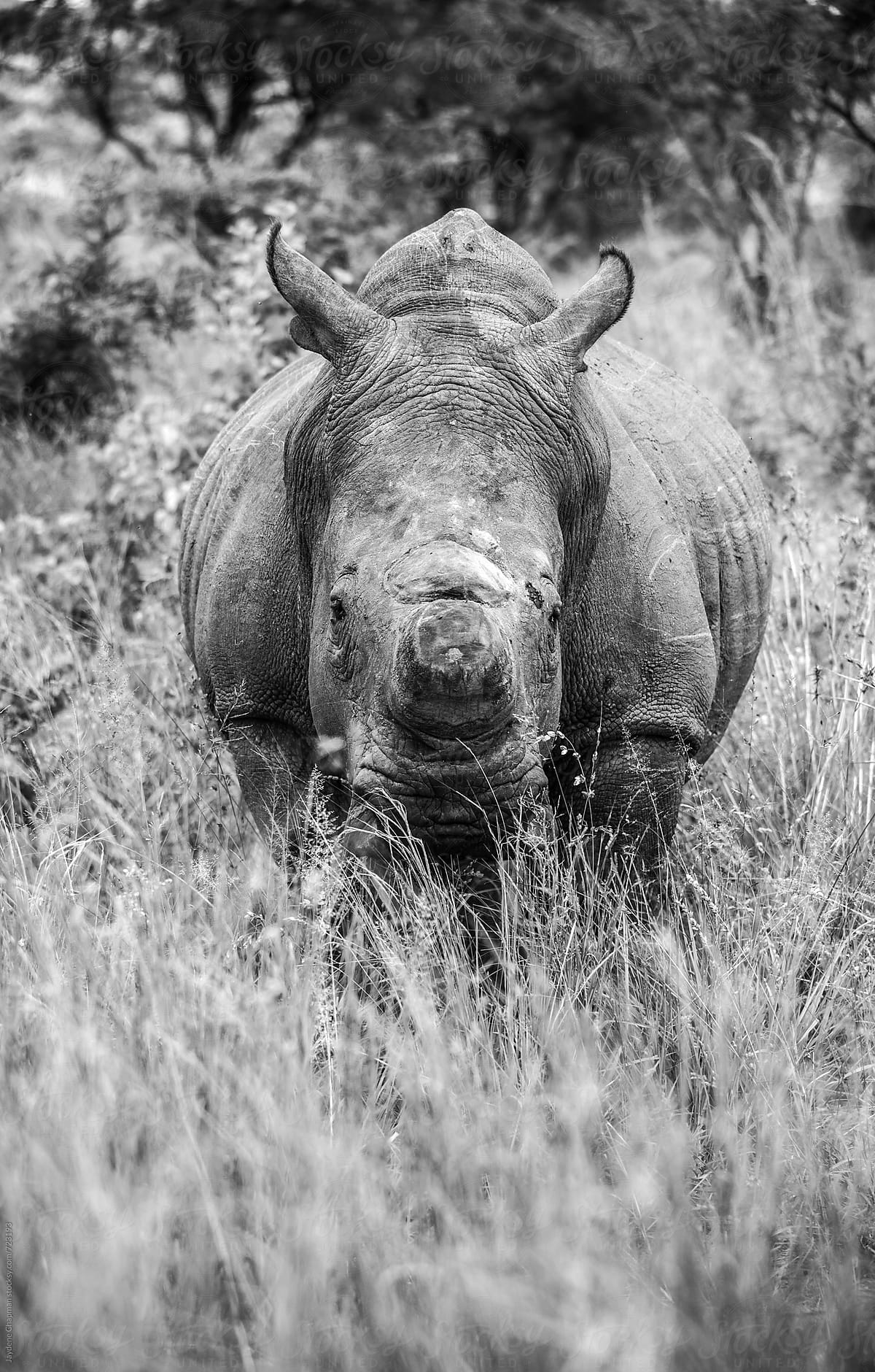Rhino with horns cut off to stop poachers, Zimbabwe, Africa