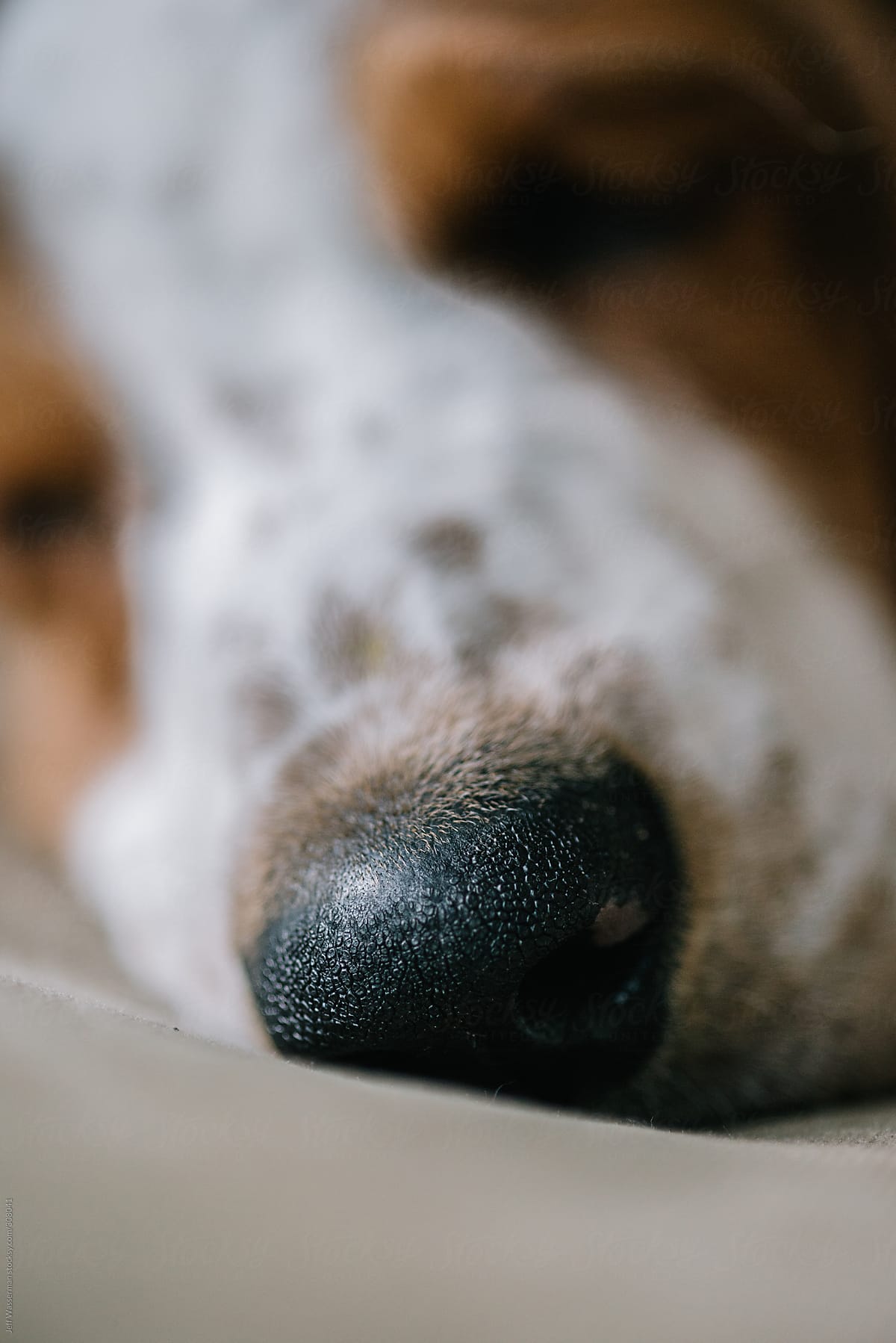 Basset Hound Puppy on Sofa Nose Closeup